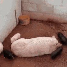 my-life.gif