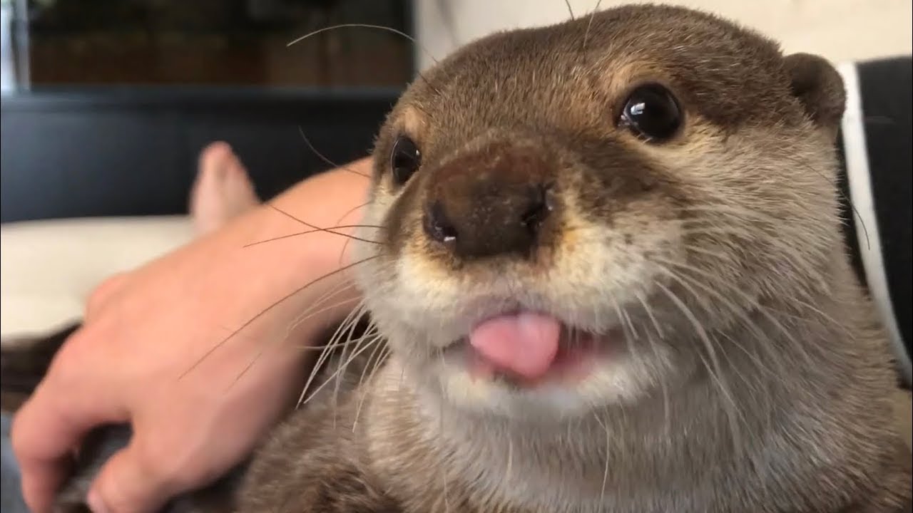 otter.jpg