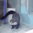 otter schmoovin.gif