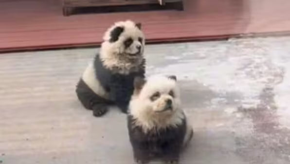 panda.jpeg