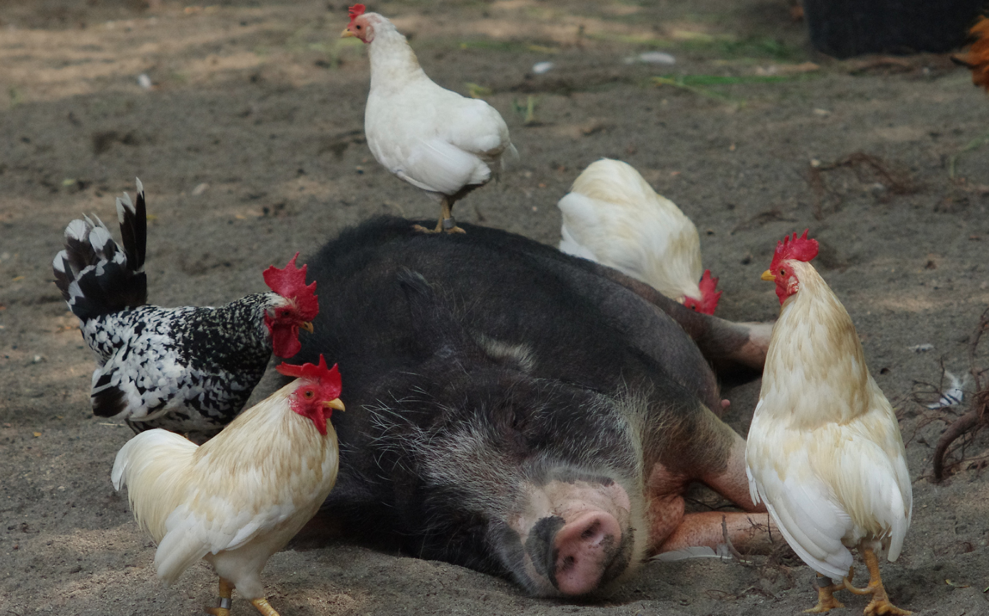 pig-and-chickens.png