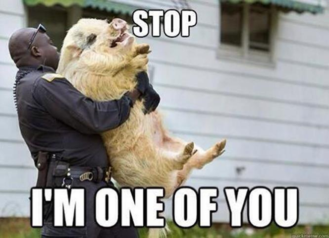 Pig_with_a_pig.png