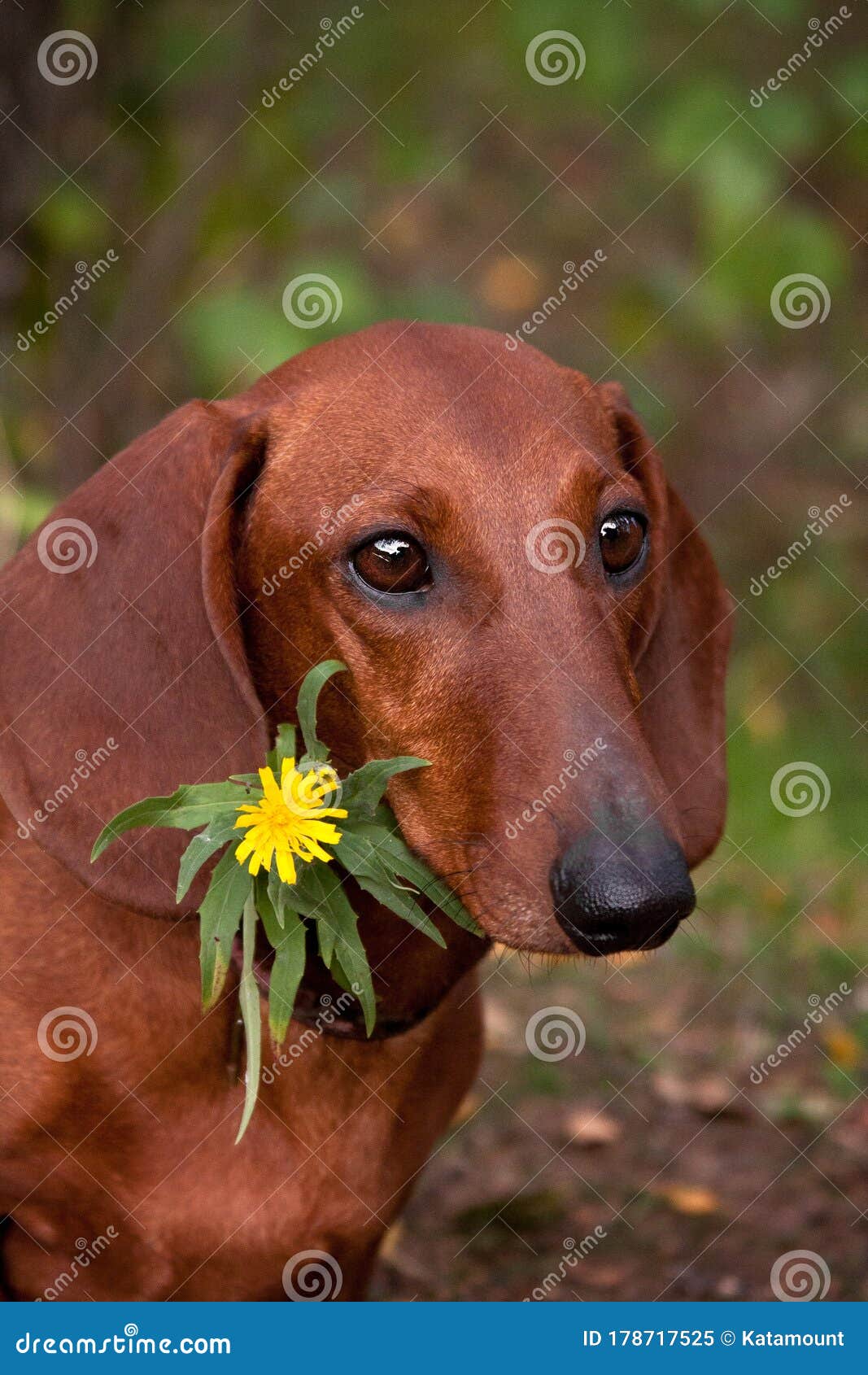 portrait-red-haired-dachshund-dog-yellow-flower-photo-flirty-breed-178717525.jpg