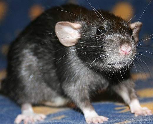 Rat,_Black.jpg