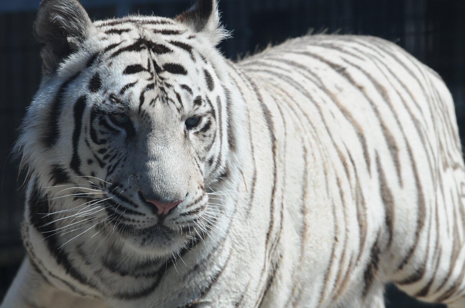 Royal_White_Bengal_Tiger_headshot_at_Cougar_Mountain_Zoological_Park_2-1894538982.jpg