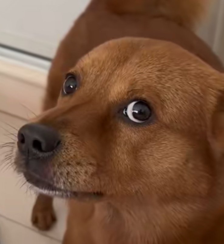schdog.jpg