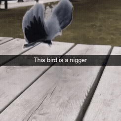 this bird is a nigger.gif