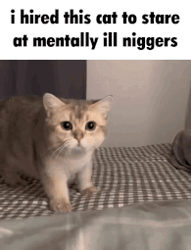 this cat stares at mentally ill niggers.gif