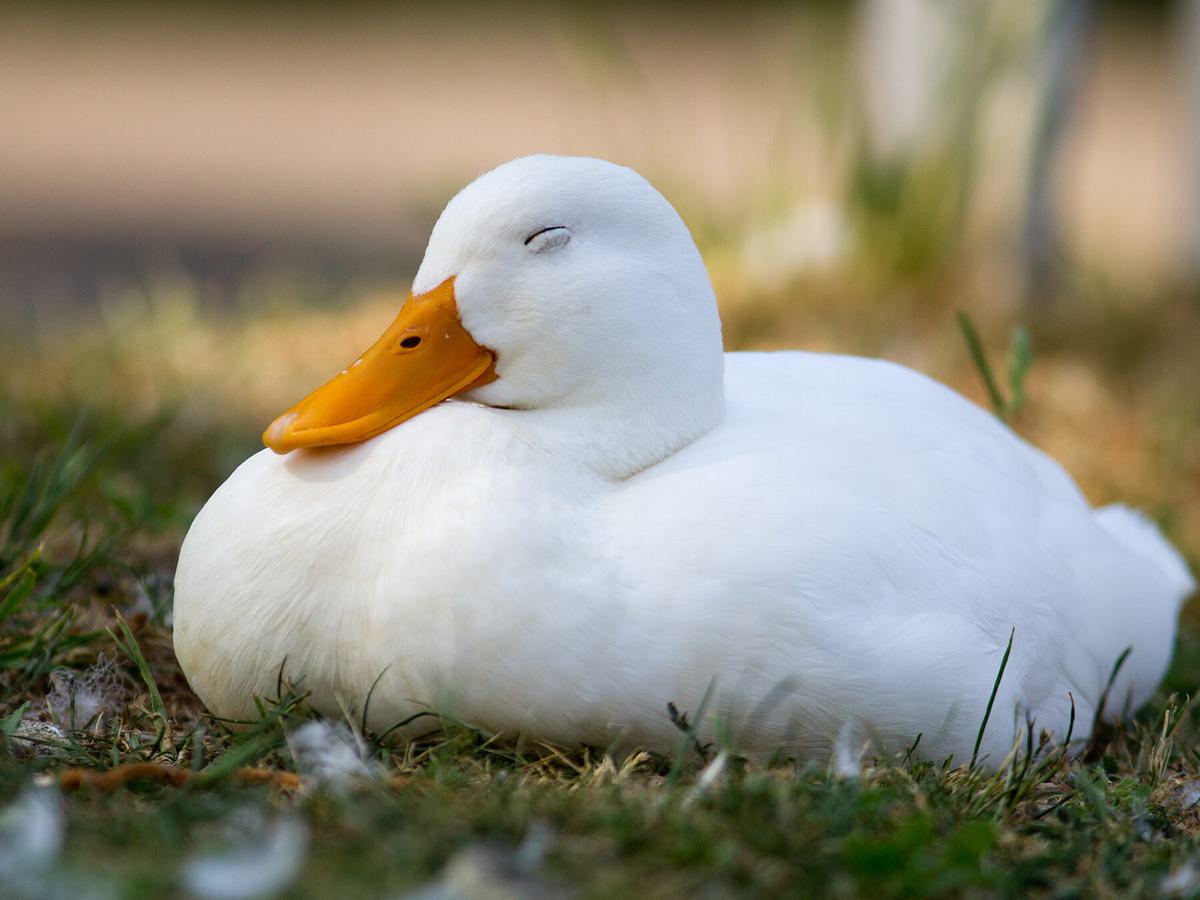 where-do-ducks-sleep.jpg