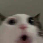 kitson source.jpg