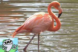 flamingo (4).png
