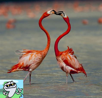 flamingo (5).png