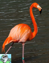 flamingo (7).png