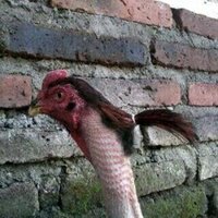 20220326_184347_nigga_in_da_hood_ponytail_cock_rooster_gangster.jpg