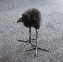 IMG_8302.gif