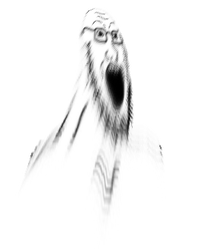 soyakkkkkkkkk.png