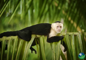 Manuel-Antonio-Monkey1.png