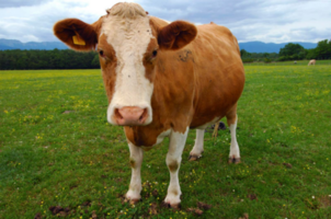 450px-Brown-Guernsey-cow.png