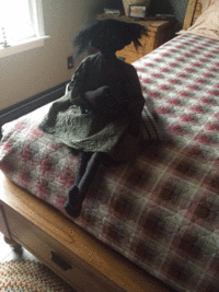 1450580178311.gif