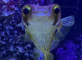 porcypuffer.png