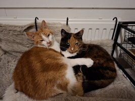 Cat hugging the other.jpg