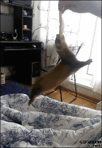 51acd104fed2e0a2a489774c95e86b44.gif