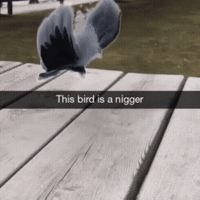 this bird is a nigger.gif