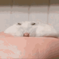 1749855576366.gif