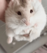 IMG_4110.gif