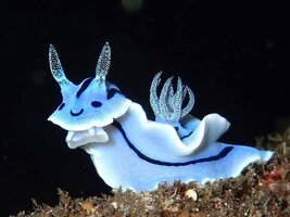 chromodoris-willani-also-known-as-blue-sea-slug-is-an-v0-mjrzpecon61b1.jpg