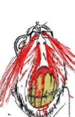 ClipboardImage - 2024-04-27T053126.832.png