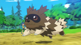 Youngster_Zigzagoon-1871654704.png