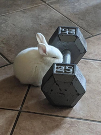 bunnynexttodumbbell.png