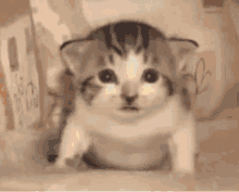 cat-explosion.gif