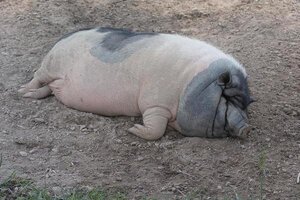 a-big-fat-pig-spreading-on-the-ground-pink-texture-with-black-polka-dots-photo.jpg