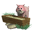 swine-pig.gif