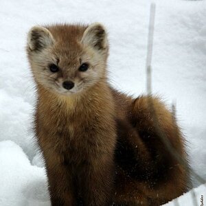 marten.jpg