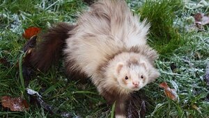 very fluffy ferret.jpg