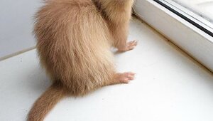 champagne ferret.jpg
