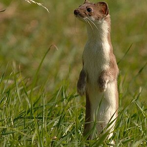 ermine.jpg