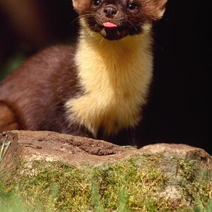 marten.jpg