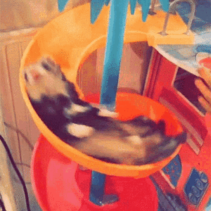 ferret slide.gif