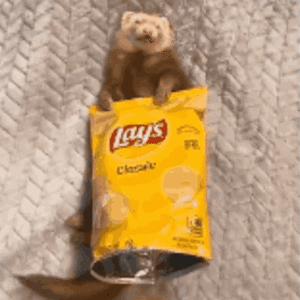 chip ferret.gif