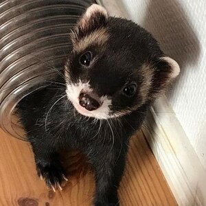 black ferret.jpg