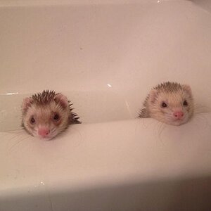 ferrets in the bath.jpg