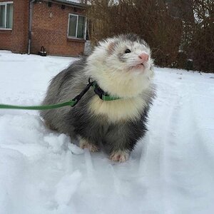 fluff.jpg