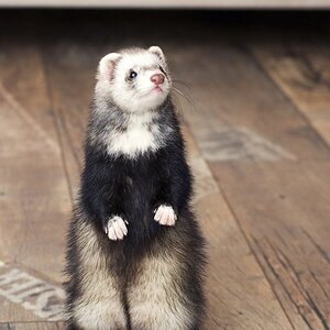 black and white ferret.jpg