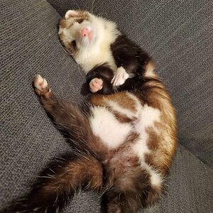 ferret lounging around.jpg