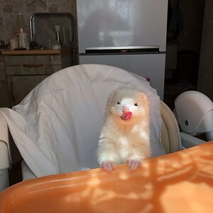 ferret in a chair.jpg