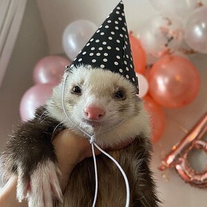 party ferret.jpg